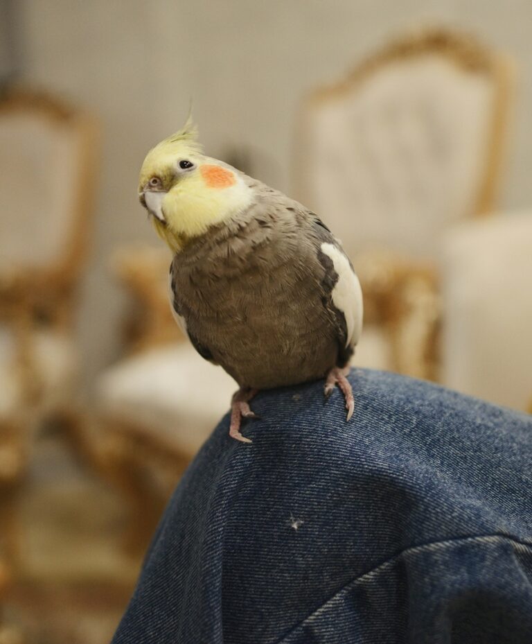 vogel thuiszorg door Geesje Helpt