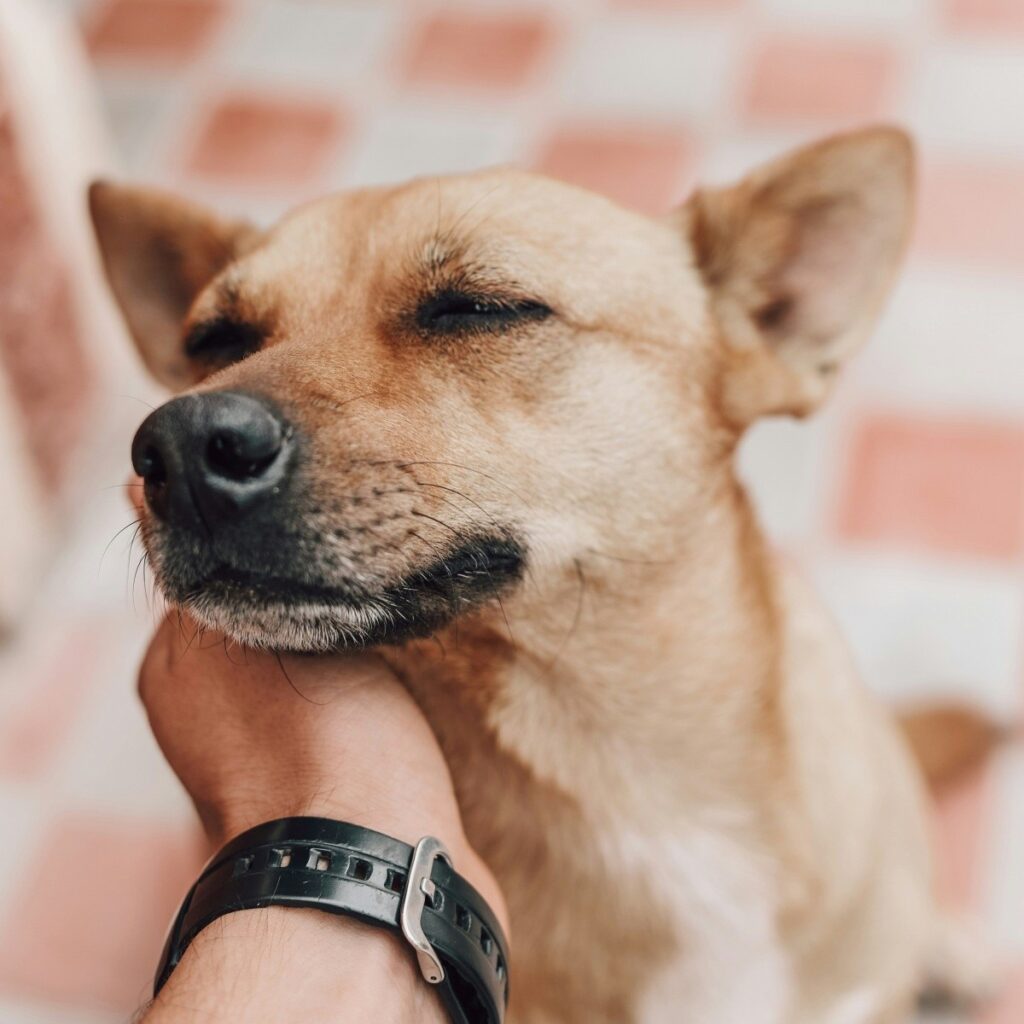 hond thuiszorg door Geesje Helpt