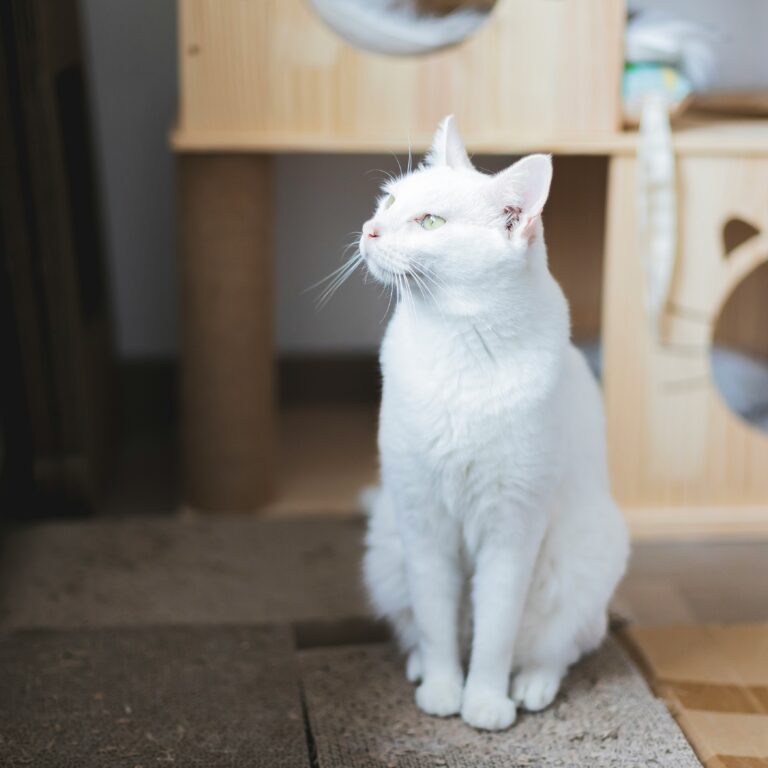 kat thuiszorg door Geesje Helpt